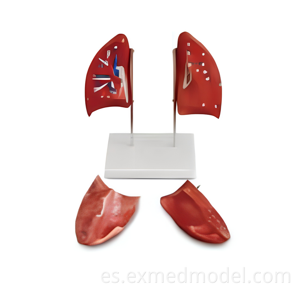 Left and Right Lung Anatomy Model